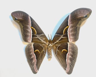Samia insularis, Polilla de seda auténtica, cubierta de papel