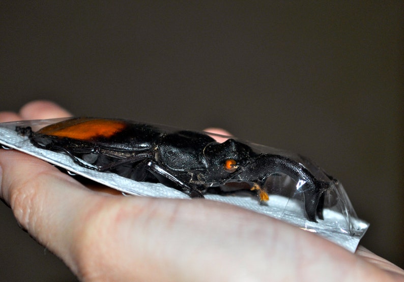 Giant Stag Beetles, Hexarthrius parryi males image 4