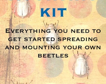 Beetle Mounting Kit for Beginners, with Real Beetles and Tools