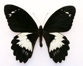 Forest Giant Butterfly, Papilio gambrisius, for your project