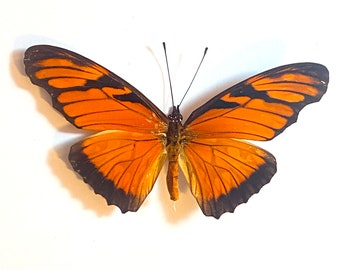 Juno Silverspot Butterfly, Dione juno,  for your project- spread or laminated or unmounted