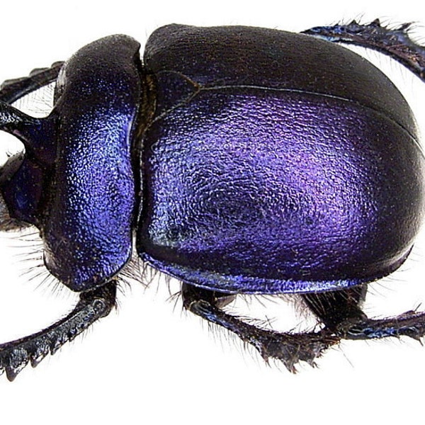 OVERSTOCK: Real Purple Dung Beetle Pair, Enoplotrupes sharpi