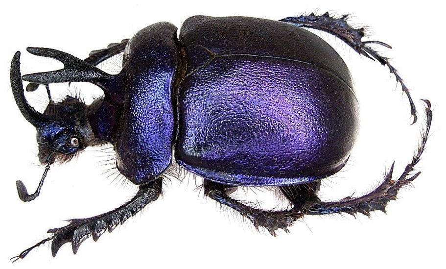 標本 Dungbeetles pair OVERSTOCK: Real Purple Dung Beetle Pair, Enoplotrupes Sharpi - Etsy