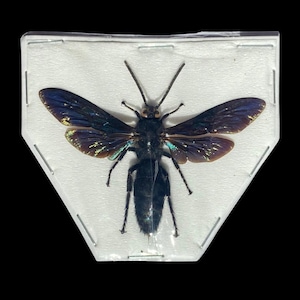 May include: A preserved insect specimen with iridescent wings, displayed in a clear, rectangular case. The insect has a black body and legs, with wings that shimmer with blue, green, and gold hues. The case is secured with small metal staples against a black background.