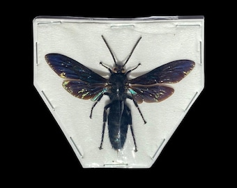Real Dried Mammoth Wasp, Megascolia velutina, Males