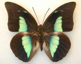 Real Prepona demophon butterfly, for your project