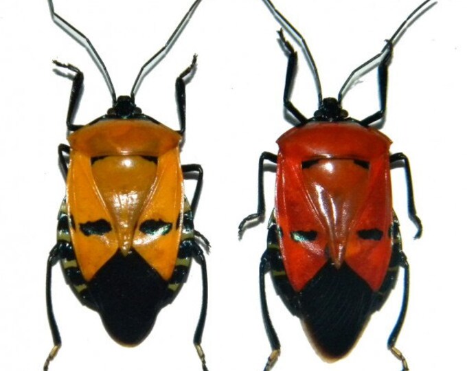 OVERSTOCK Man Face Beetle Catacanthus Incarnatus Real Etsy