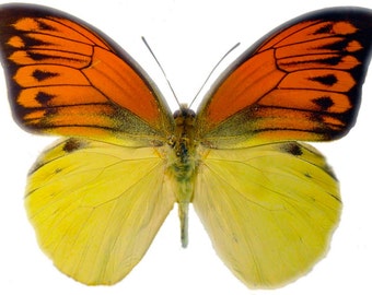 Real Hebomoia leucippe "Vibrant Sulpher" Butterfly, spread for your project or laminated or unmounted