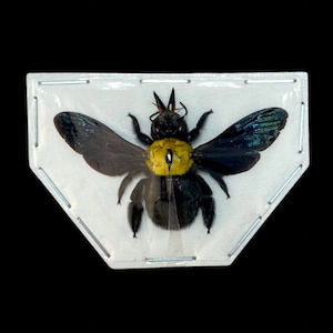Carpenter Bees, Xylocopa aestuans females from Java  Real Dried Insects