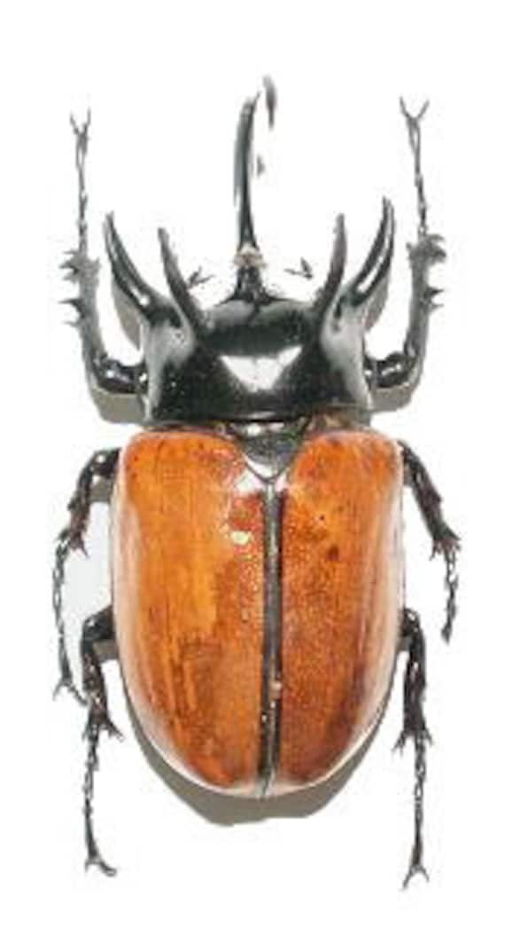 OVERSTOCK: Giant Beetles, Eupatorus gracilicornis males