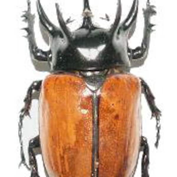 OVERSTOCK: Giant Beetles, Eupatorus gracilicornis males