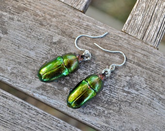 Floating Real Stag Beetle Earrings Green & Rust Moonrise Kingdom Movie