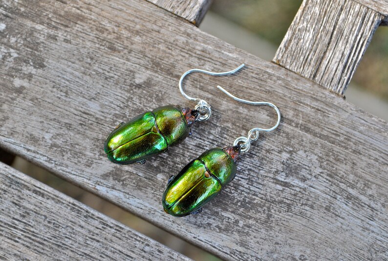 Floating Real Stag Beetle Earrings Green & Rust Moonrise Kingdom Movie image 1