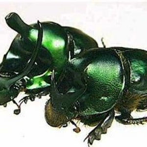 OVERSTOCK: Real Green Dung Beetle Pair, Onthophagus mouhoti Bild 1