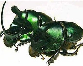 OVERSTOCK: Real Green Dung Beetle Pair, Onthophagus mouhoti