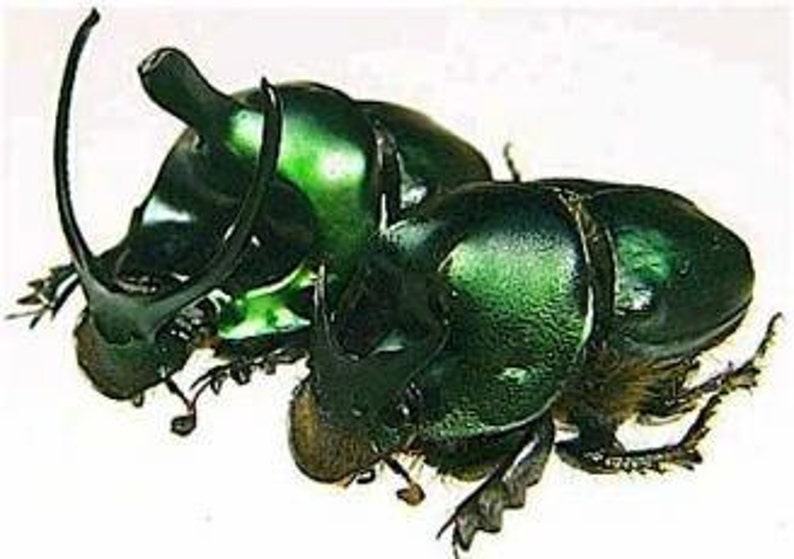 OVERSTOCK: Real Green Dung Beetle Pair, Onthophagus mouhoti Bild 1