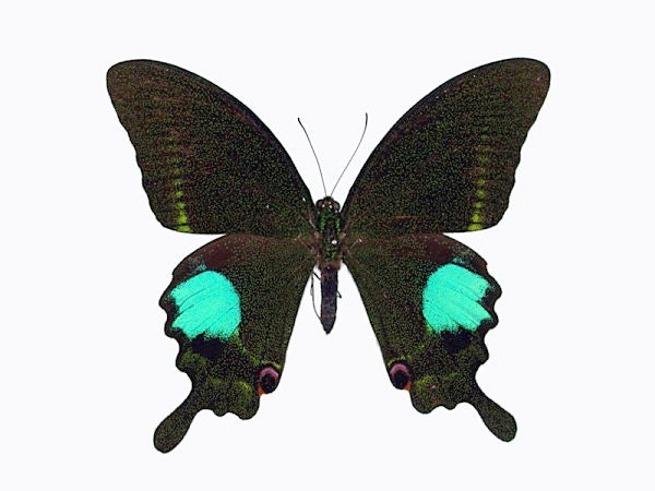 Real Papilio paris Butterfly, spread for your project or laminated or…