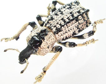 Real Thorny Weevil Beetle, Rhytidophloeus rothschildi