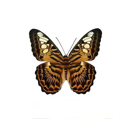 Real Parthenos sylvia spread for your project or laminated or unmount…