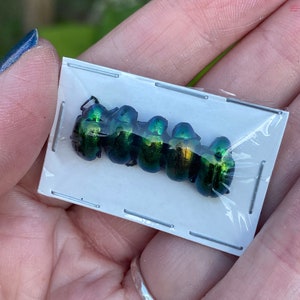 Real Tiny Metallic Green Beetles, Platycorynus nitidus, 5 pack image 3