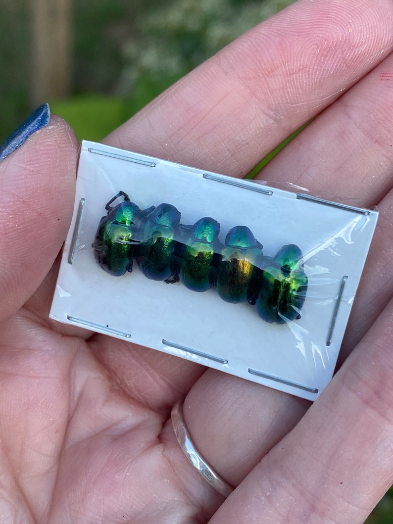 Real Tiny Metallic Green Beetles, Platycorynus nitidus, 5 pack image 3
