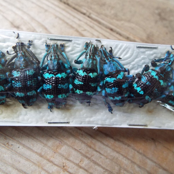 SECONDS 10-Pack Real Blue Weevil Beetle, Eupholus linnei