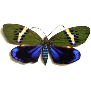 May include: A green and blue butterfly with yellow stripes on its wings. The butterfly is spread out with its wings open.