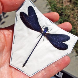 OVERSTOCK: Violet Glittering Damselfly, Real Dragonfly Vestalis luctuosa