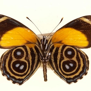 May include: A yellow and black butterfly with intricate patterns on its wings. The butterfly has a dark brown border around the yellow portion of its wings.