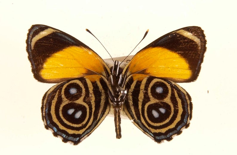 May include: A yellow and black butterfly with intricate patterns on its wings. The butterfly has a dark brown border around the yellow portion of its wings.