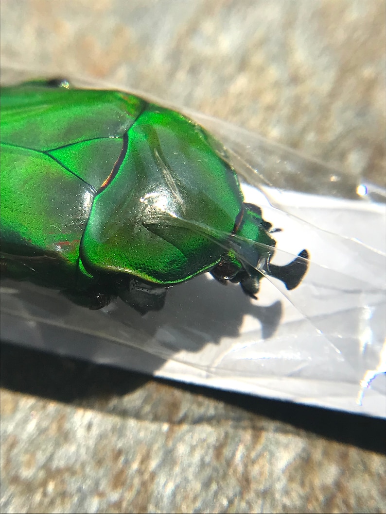 Trigonophorus Rothschildi Males From Taiwan - Etsy