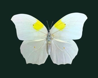 Auténtica mariposa Anteos clorinde "Ghost Brimstone", extendida para tu proyecto, laminada o sin montar.