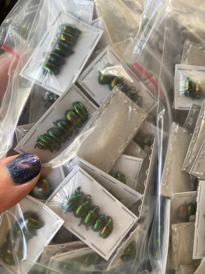 Real Tiny Metallic Green Beetles, Platycorynus nitidus, 5 pack image 4