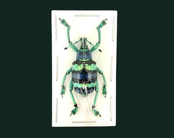 Real Turquoise Weevil Beetle, Eupholus mimikanus