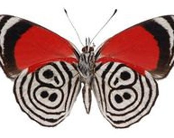 Real Diaethria clymena "88" Butterfly, spread for your project or laminated or unmounted