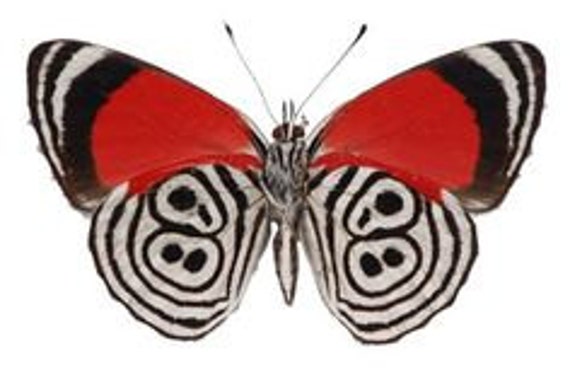 BUTTERFLY - Butterfly レトリーバ Real Diaethria Clymena 