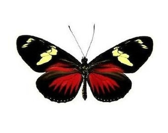 Heliconius doris eratonius Real Butterflies, Spread for your project or laminated or unmounted
