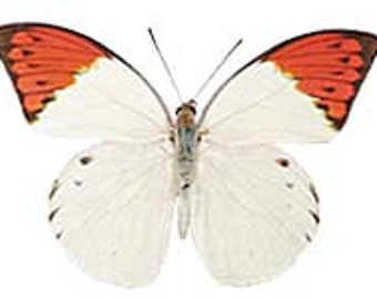 Real Hebomoia glaucippe "Great Orange Tip" Butterfly, spread for your project or laminated or unmounted