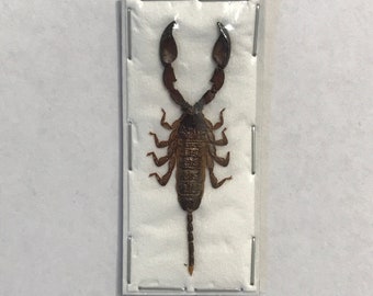 Small Scorpions from Indonesia, Liocheles australasiae