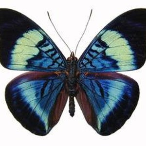 Real Panacea prola "Red Flasher" Butterfly, spread for your project or laminated or unmounted