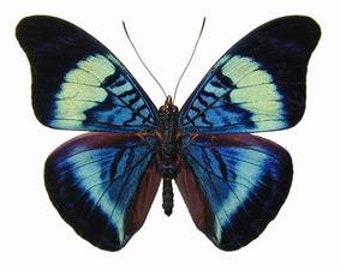 Real Panacea prola "Red Flasher" Butterfly, spread for your project or laminated or unmounted