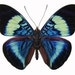 see more listings in the Loose Butterflies & Moth section