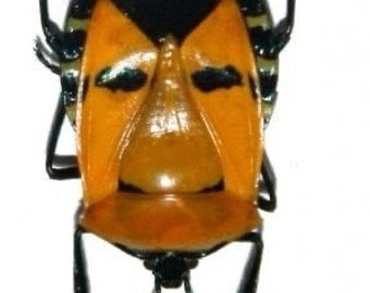 OVERSTOCK: Man Face Beetle, Catacanthus incarnatus Real