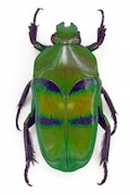 Green & Blue Flower Beetle Ischiopsopha bifasciata Real Insect product logo