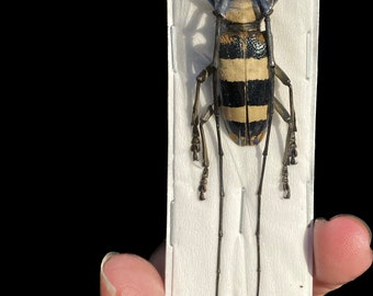 Striped Longhorned Beetles, Nemophas rosenbergi Males