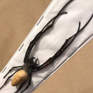 May include: A preserved spider specimen with a light tan abdomen and dark brown legs and body. The spider is displayed on a white rectangular card, held in place with staples. The spider's long legs extend beyond the card's edges.
