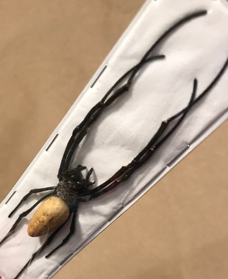 Pu&ograve; includere: Un esemplare di ragno conservato con un addome color beige chiaro e zampe e corpo marrone scuro. Il ragno &egrave; esposto su una scheda rettangolare bianca, tenuto in posizione con punti metallici. Le lunghe zampe del ragno si estendono oltre i bordi della scheda.