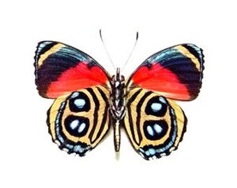 Real Callicore hystaspes Butterfly, spread for your project or laminated or unmounted