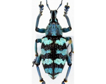 Real Turquoise Weevil Beetle, Eupholus linnei