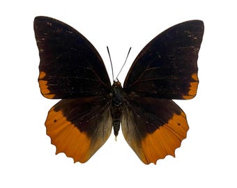 Auténtica mariposa Charaxes protoclea, extendida para tu proyecto, laminada o sin montar.